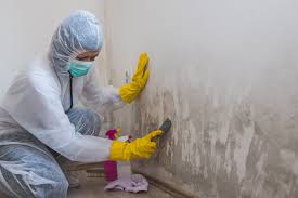 Mold Remediation for Vacation Homes in Joseph City, AZ